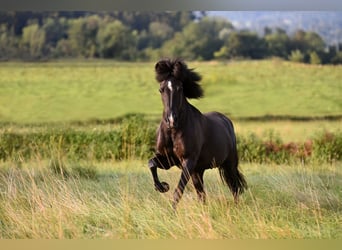 Icelandic Horse, Mare, 9 years, 13.2 hh, Black
