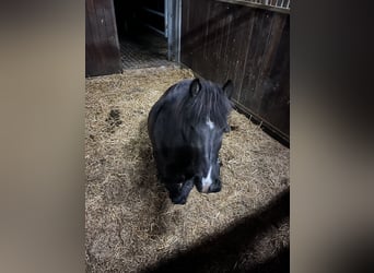 Icelandic Horse, Mare, 9 years, 13.2 hh, Black
