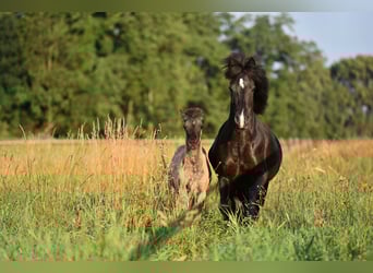 Icelandic Horse, Mare, 9 years, 13.2 hh, Black