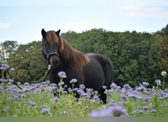 Icelandic Horse, Mare, 9 years, 13,2 hh, Brown