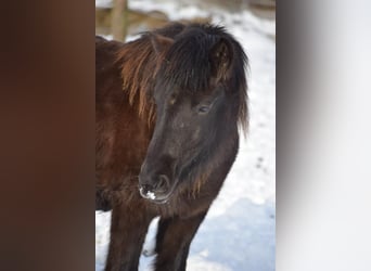 Icelandic Horse, Mare, 9 years, 13.2 hh, Brown