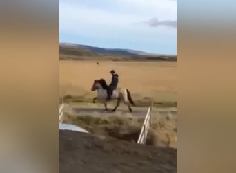 Icelandic Horse, Mare, 9 years, 13,2 hh, Buckskin