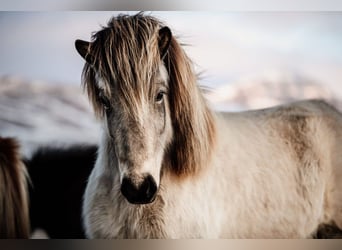 Icelandic Horse, Mare, 9 years, 13,2 hh, Buckskin