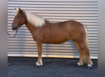 Icelandic Horse, Mare, 9 years, 13.2 hh, Chestnut-Red