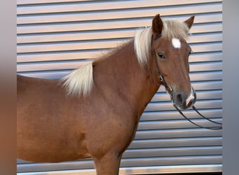 Icelandic Horse, Mare, 9 years, 13.2 hh, Chestnut-Red