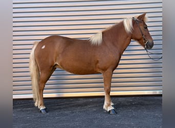 Icelandic Horse, Mare, 9 years, 13.2 hh, Chestnut-Red