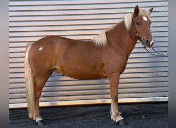 Icelandic Horse, Mare, 9 years, 13.2 hh, Chestnut-Red