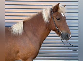 Icelandic Horse, Mare, 9 years, 13.2 hh, Chestnut-Red