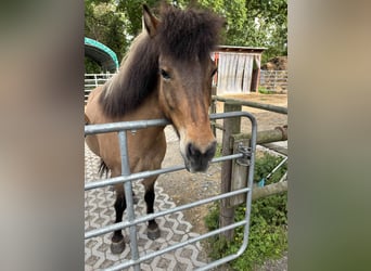 Icelandic Horse, Mare, 9 years, 13.2 hh, Dun