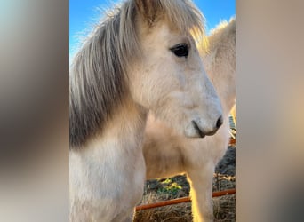 Icelandic Horse, Mare, 9 years, 13.2 hh, Gray