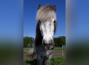 Icelandic Horse, Mare, 9 years, 13,2 hh, Gray-Dapple