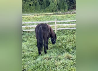 Islandpferd, Stute, 9 Jahre, 13,2 hh, Rappschimmel