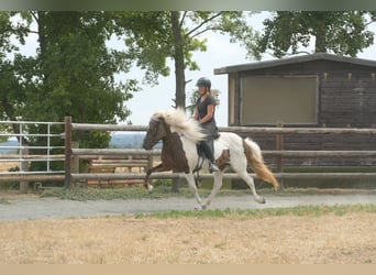Icelandic Horse, Mare, 9 years, 13.2 hh, Pinto