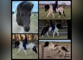 Icelandic Horse, Mare, 9 years, 13.2 hh, Pinto