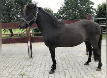 Icelandic Horse, Mare, 9 years, 13.3 hh, Black