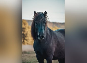 Icelandic Horse, Mare, 9 years, 13.3 hh, Black