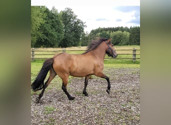 Icelandic Horse, Mare, 9 years, 13.3 hh, Brown