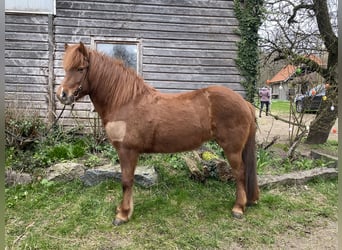 Icelandic Horse, Mare, 9 years, 13.3 hh, Chestnut-Red