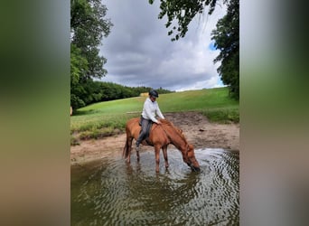 Icelandic Horse, Mare, 9 years, 13.3 hh, Chestnut-Red