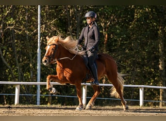 Icelandic Horse, Mare, 9 years, 13.3 hh, Chestnut-Red