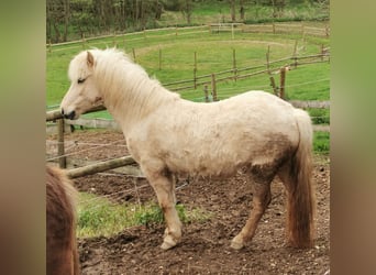 Icelandic Horse, Mare, 9 years, 13.3 hh, Palomino
