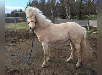 Icelandic Horse, Mare, 9 years, 13.3 hh, Palomino