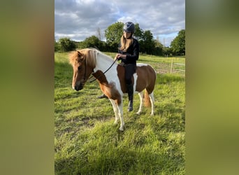 Icelandic Horse, Mare, 9 years, 13.3 hh, Pinto