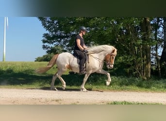Icelandic Horse, Mare, 9 years, 13.3 hh, Pinto