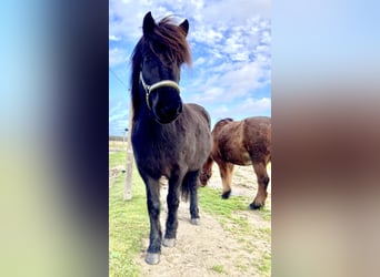 Icelandic Horse, Mare, 9 years, 13 hh, Black