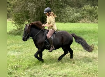 Icelandic Horse, Mare, 9 years, 13 hh, Black