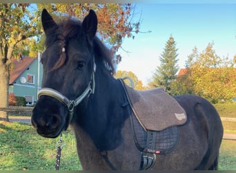 Icelandic Horse, Mare, 9 years, 13 hh, Black