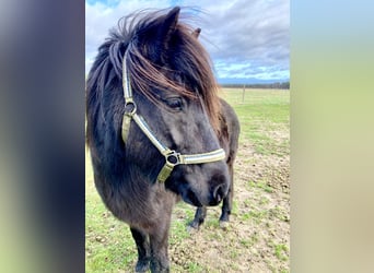 Icelandic Horse, Mare, 9 years, 13 hh, Black