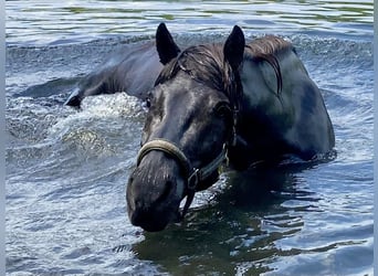 Icelandic Horse, Mare, 9 years, 13 hh, Black