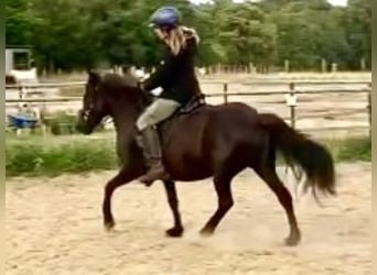 Icelandic Horse, Mare, 9 years, 13 hh, Black