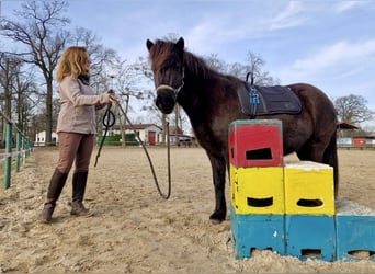 Icelandic Horse, Mare, 9 years, 13 hh, Black