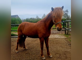 Icelandic Horse, Mare, 9 years, 13,1 hh, Chestnut-Red