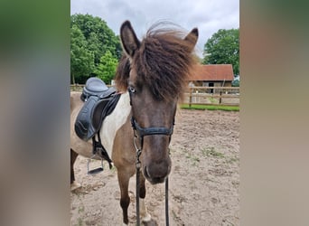 Icelandic Horse, Mare, 9 years, 13,1 hh, Dun