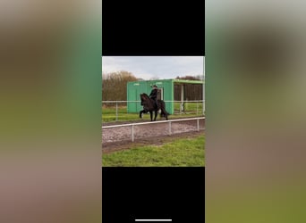 Icelandic Horse, Mare, 9 years, 14,1 hh, Black