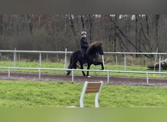 Icelandic Horse, Mare, 9 years, 14,1 hh, Black