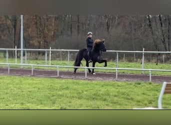 Icelandic Horse, Mare, 9 years, 14,1 hh, Black