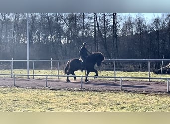 Icelandic Horse, Mare, 9 years, 14,1 hh, Black