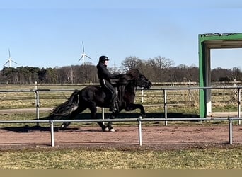 Icelandic Horse, Mare, 9 years, 14,1 hh, Black