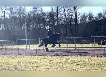 Icelandic Horse, Mare, 9 years, 14,1 hh, Black