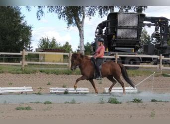 Icelandic Horse, Mare, 9 years, 14.1 hh, Chestnut