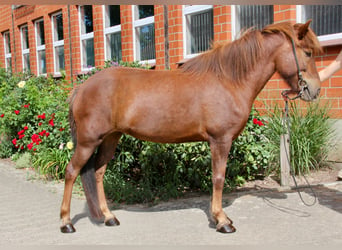 Icelandic Horse, Mare, 9 years, 14.1 hh, Chestnut