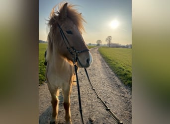 Icelandic Horse, Mare, 9 years, 14,1 hh, Dun