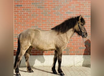 Icelandic Horse, Mare, 9 years, 14.1 hh, Dun