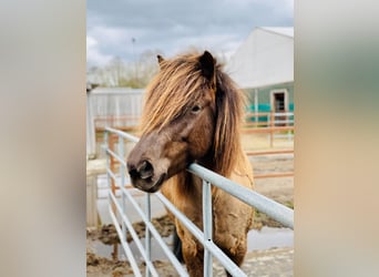 Icelandic Horse, Mare, 9 years, 14 hh, Bay-Dark