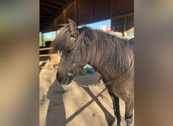 Icelandic Horse, Mare, 9 years, 14 hh, Black