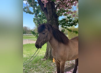 Icelandic Horse, Mare, 9 years, 14 hh, Brown